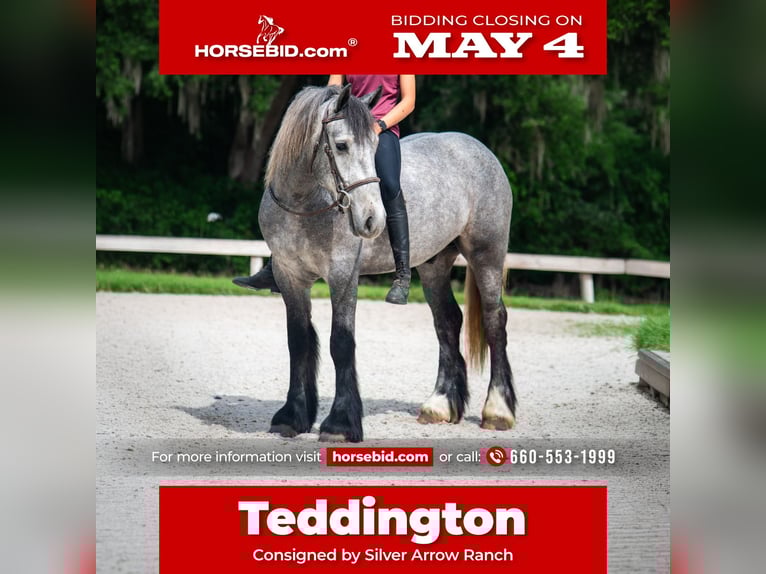 Tinker Mestizo Caballo castrado 3 años Tordo in Ocala, FL