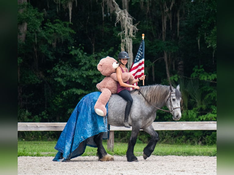 Tinker Mestizo Caballo castrado 3 años Tordo in Ocala, FL