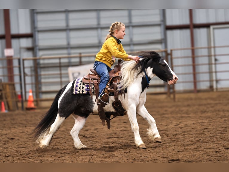 Tinker Mestizo Caballo castrado 4 años 102 cm Pío in Sedalia