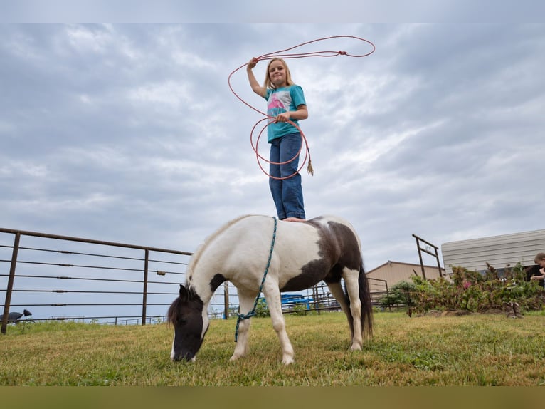 Tinker Mestizo Caballo castrado 4 años 102 cm Pío in Sedalia