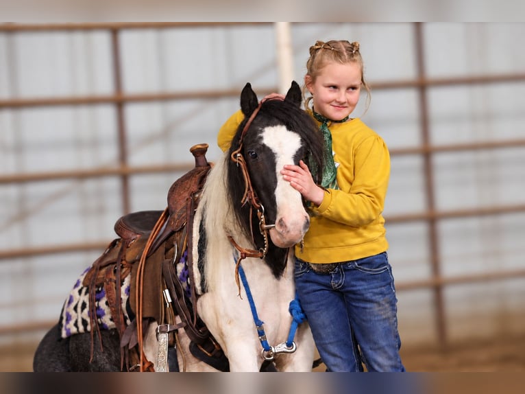 Tinker Mestizo Caballo castrado 4 años 102 cm Pío in Sedalia