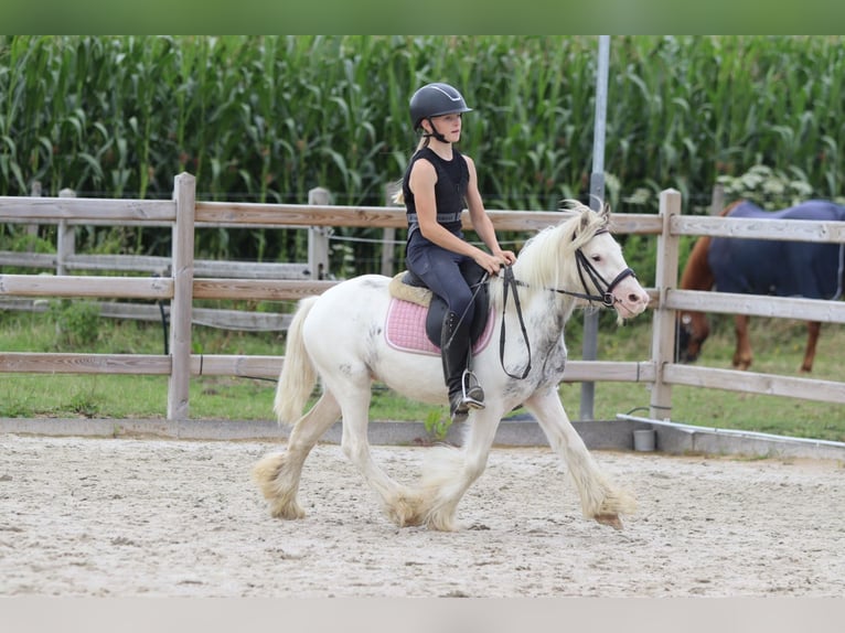 Tinker Caballo castrado 4 años 114 cm Pío in Bogaarden