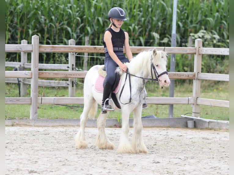 Tinker Caballo castrado 4 años 114 cm Pío in Bogaarden