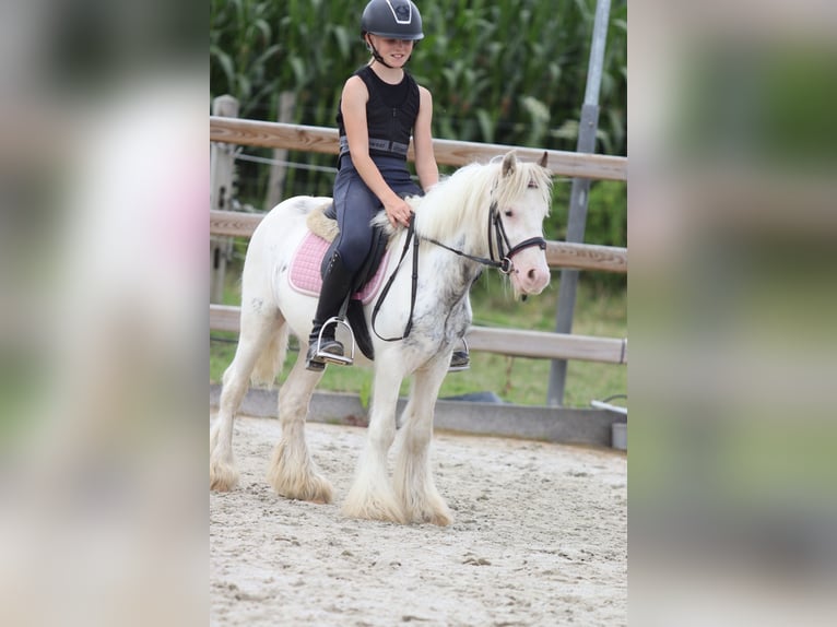 Tinker Caballo castrado 4 años 114 cm Pío in Bogaarden