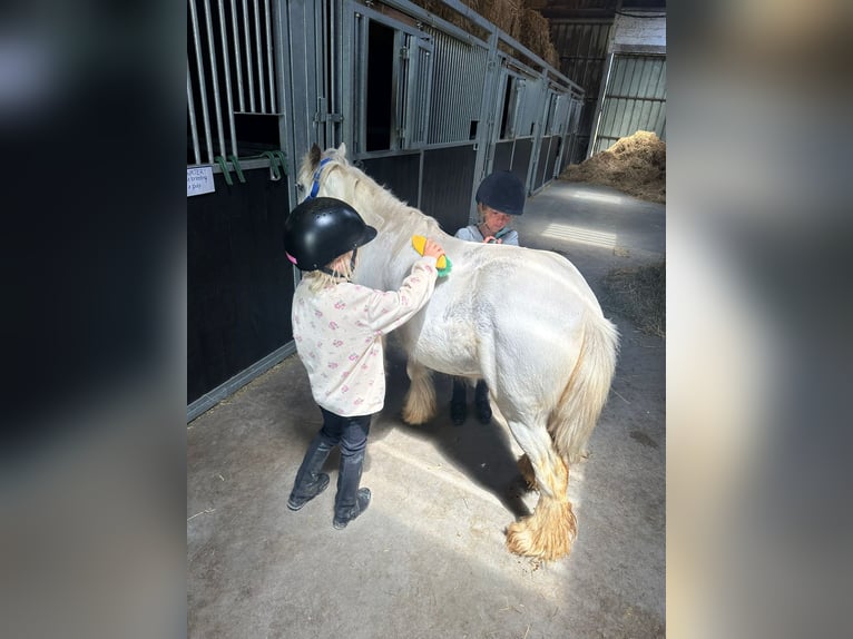 Tinker Caballo castrado 4 años 114 cm Pío in Bogaarden