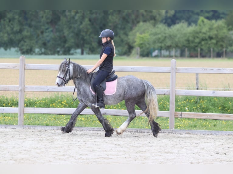 Tinker Caballo castrado 4 años 121 cm Tordo rodado in Bogaarden