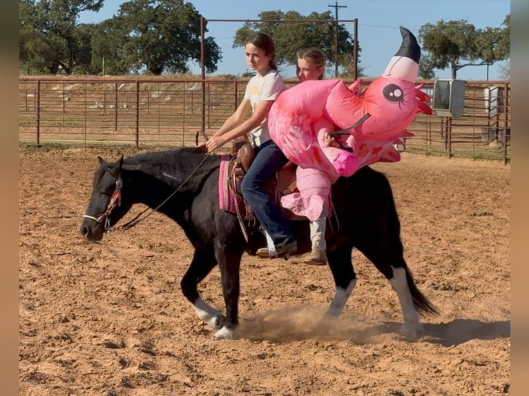 Tinker Mestizo Caballo castrado 4 años 122 cm Pío in Weatherford
