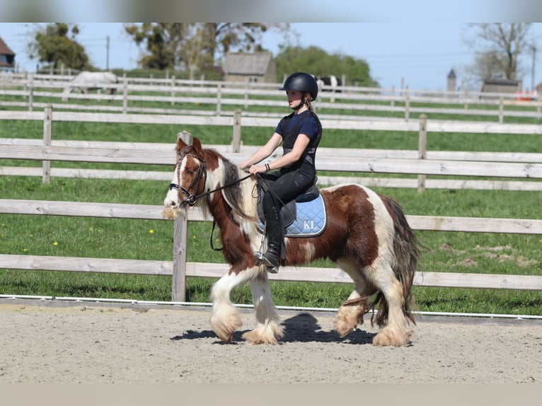 Tinker Caballo castrado 4 años 124 cm Pío in Pepingen