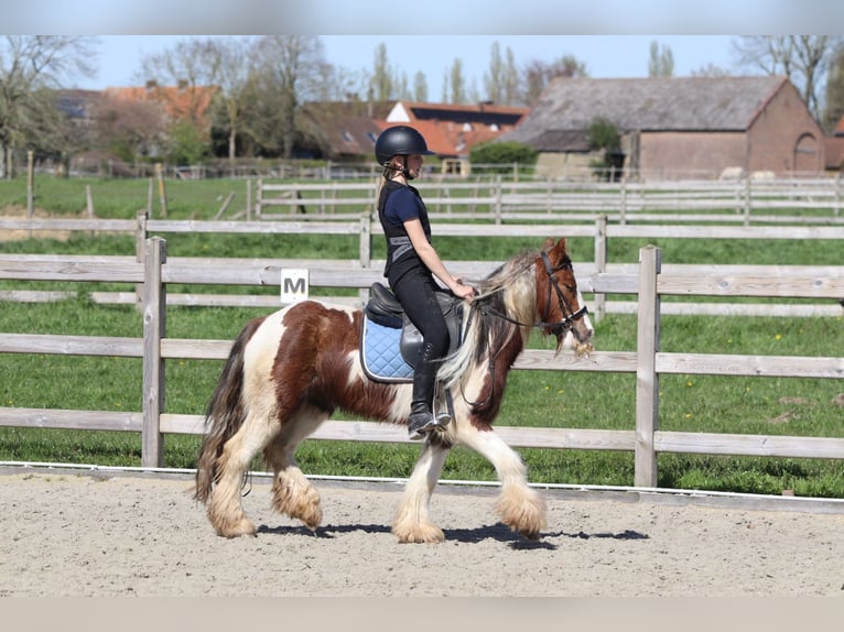 Tinker Caballo castrado 4 años 124 cm Pío in Pepingen