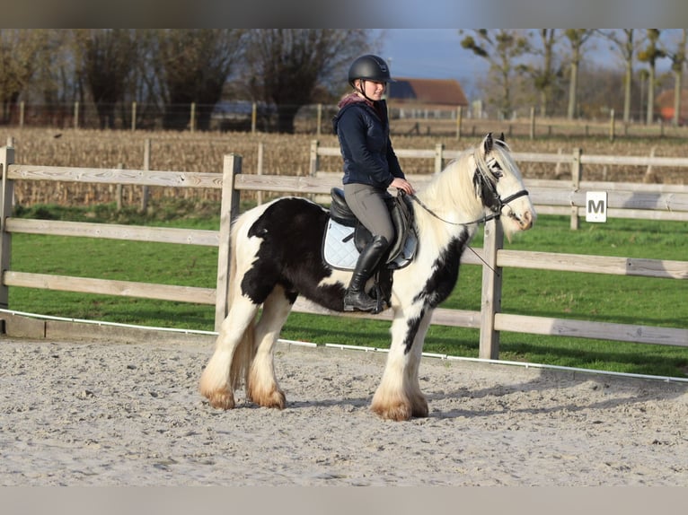 Tinker Caballo castrado 4 años 127 cm Pío in Bogaarden