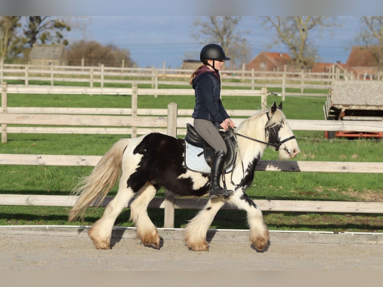 Tinker Caballo castrado 4 años 127 cm Pío in Bogaarden
