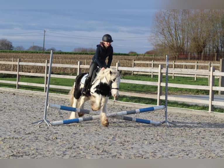 Tinker Caballo castrado 4 años 127 cm Pío in Bogaarden