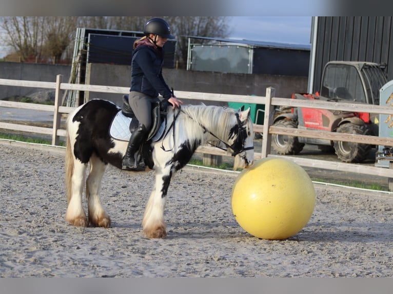 Tinker Caballo castrado 4 años 127 cm Pío in Bogaarden