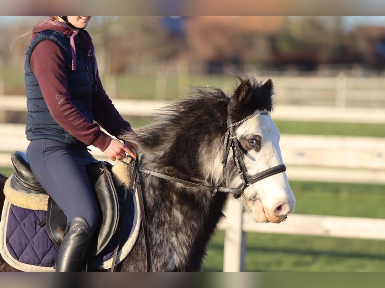 Tinker Caballo castrado 4 años 128 cm Dunalino (Cervuno x Palomino) in Pepingen