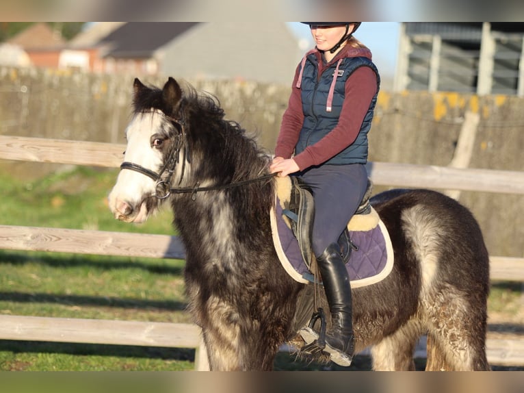 Tinker Caballo castrado 4 años 128 cm Dunalino (Cervuno x Palomino) in Pepingen