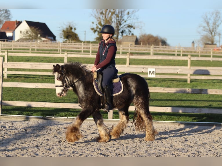 Tinker Caballo castrado 4 años 128 cm Dunalino (Cervuno x Palomino) in Pepingen