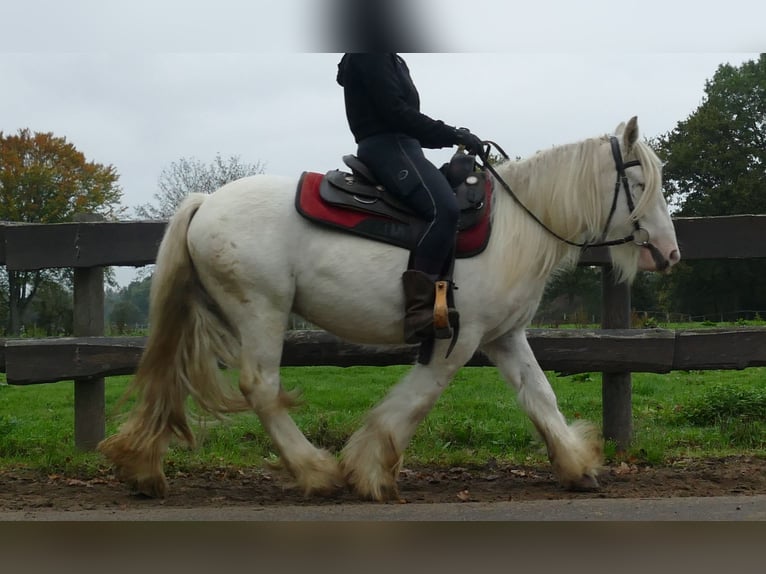 Tinker Caballo castrado 4 años 129 cm Champán in Lathen