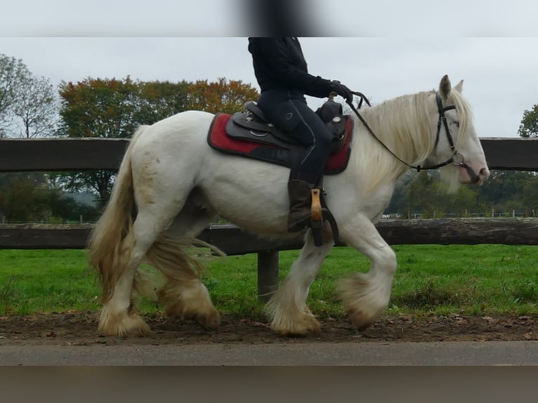 Tinker Caballo castrado 4 años 129 cm Champán in Lathen