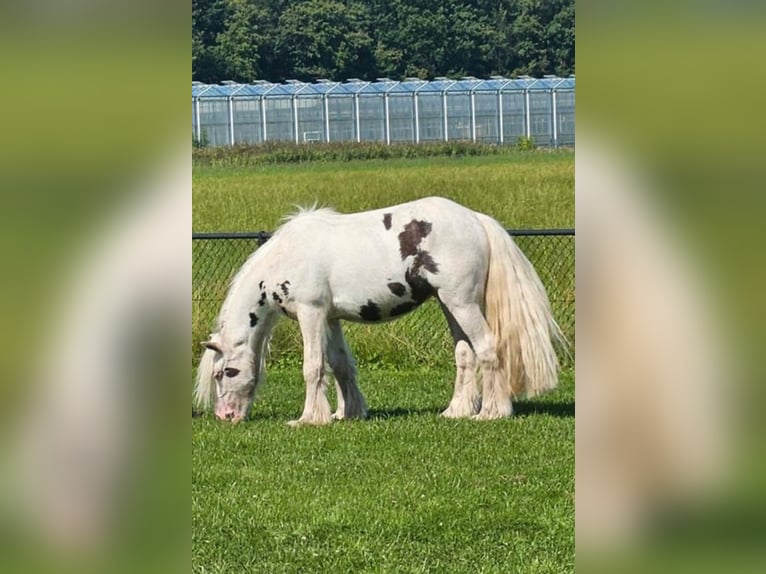 Tinker Caballo castrado 4 años 130 cm Pío in Westbroek