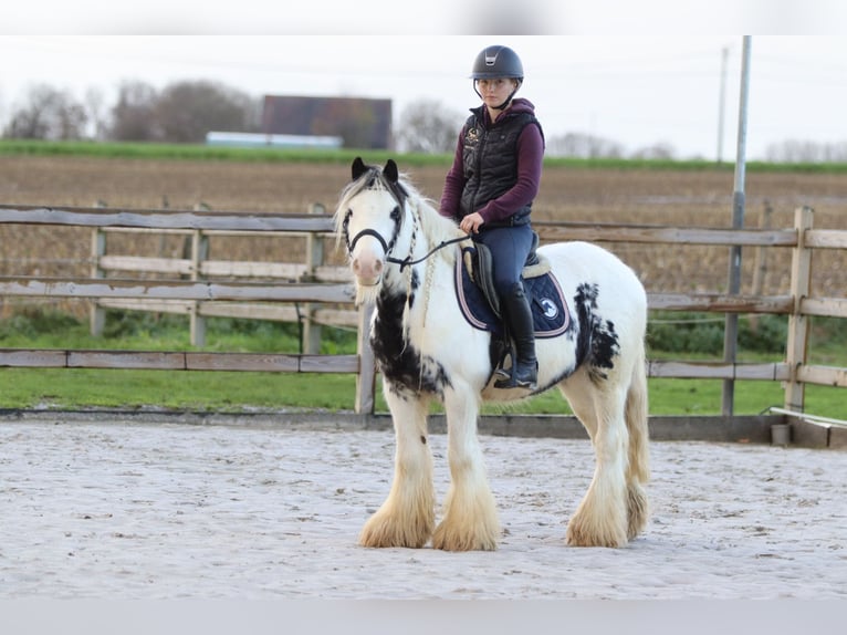 Tinker Caballo castrado 4 años 132 cm Pío in Bogaarden
