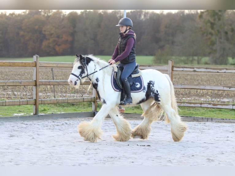 Tinker Caballo castrado 4 años 132 cm Pío in Bogaarden