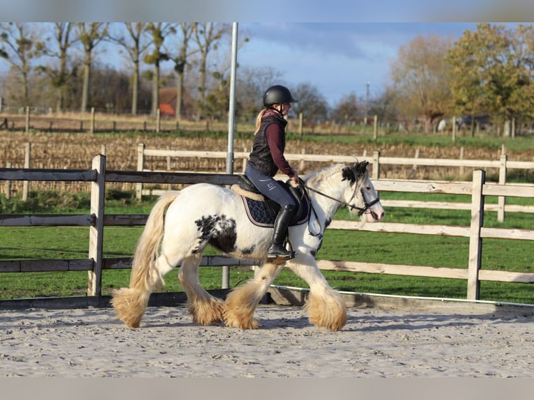 Tinker Caballo castrado 4 años 132 cm Pío in Bogaarden