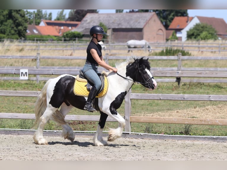 Tinker Caballo castrado 4 años 133 cm Pío in Pepingen