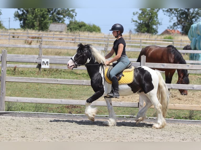 Tinker Caballo castrado 4 años 133 cm Pío in Pepingen