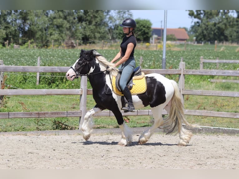 Tinker Caballo castrado 4 años 133 cm Pío in Pepingen