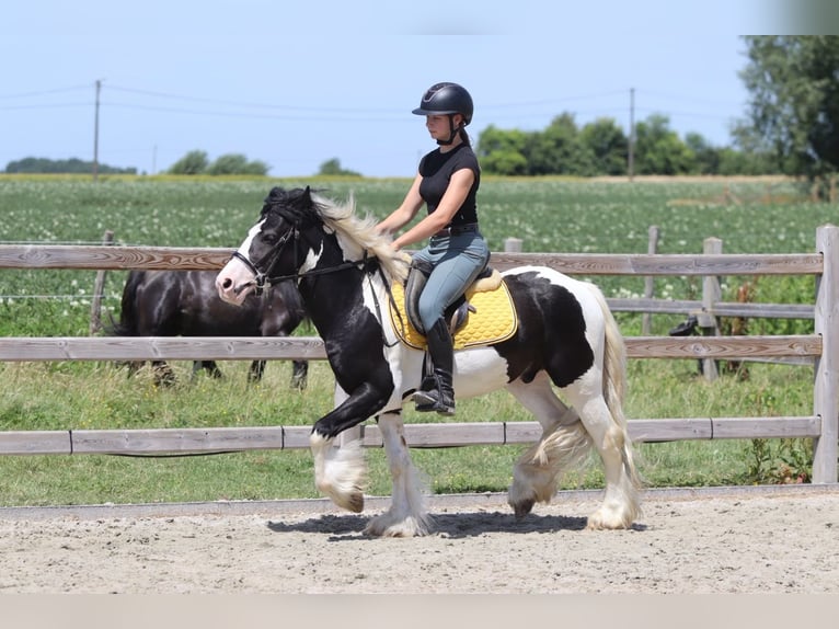 Tinker Caballo castrado 4 años 133 cm Pío in Pepingen
