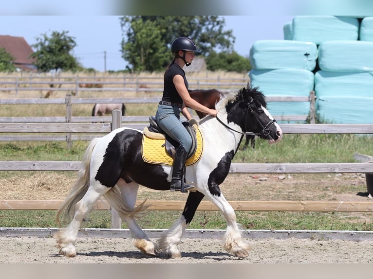 Tinker Caballo castrado 4 años 133 cm Pío in Pepingen