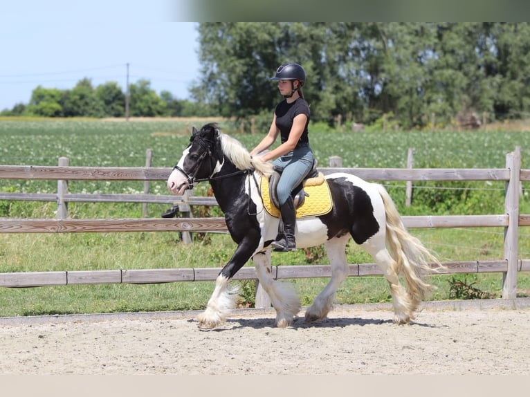 Tinker Caballo castrado 4 años 133 cm Pío in Pepingen