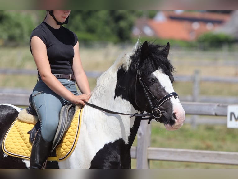 Tinker Caballo castrado 4 años 133 cm Pío in Pepingen