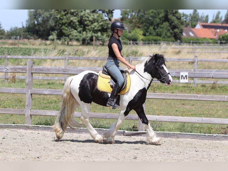 Tinker Caballo castrado 4 años 133 cm Pío in Pepingen
