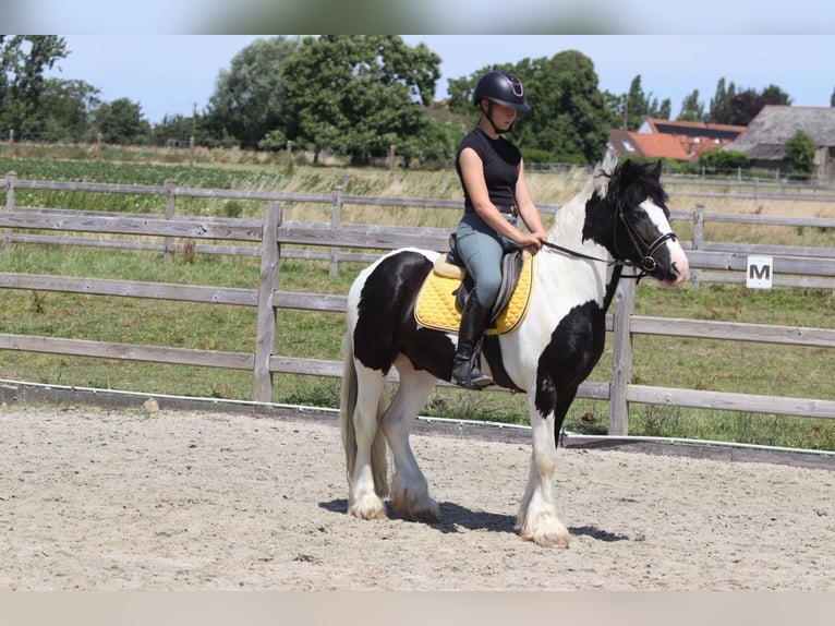 Tinker Caballo castrado 4 años 133 cm Pío in Pepingen
