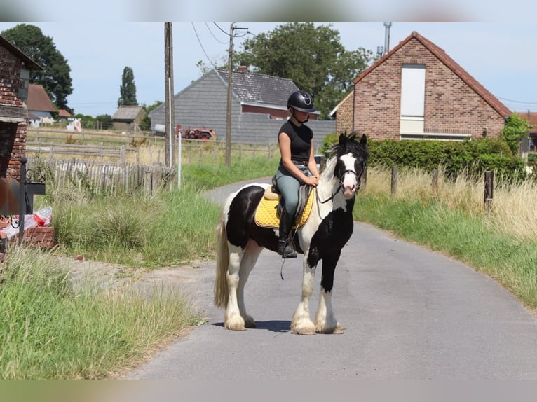 Tinker Caballo castrado 4 años 133 cm Pío in Pepingen