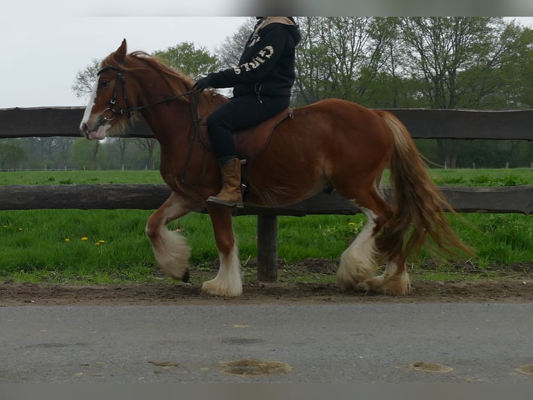 Tinker Caballo castrado 4 años 135 cm Alazán in Lathen