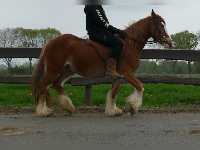 Tinker Caballo castrado 4 años 135 cm Alazán in Lathen