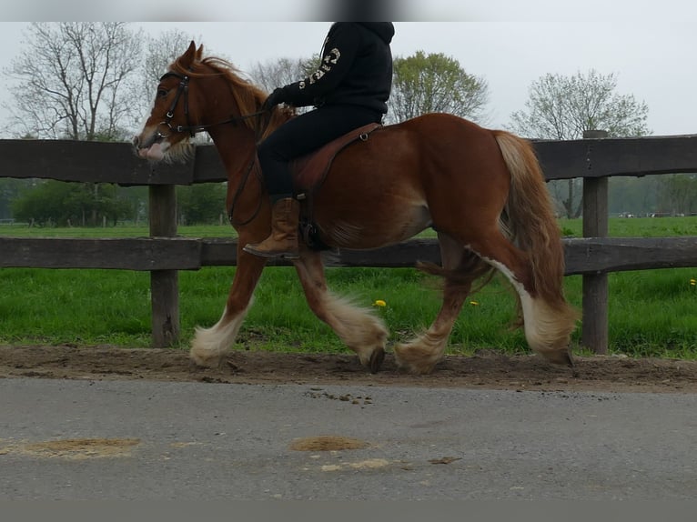 Tinker Caballo castrado 4 años 135 cm Alazán in Lathen