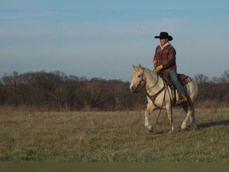 Tinker Mestizo Caballo castrado 4 años 135 cm Palomino in La Grange, MO