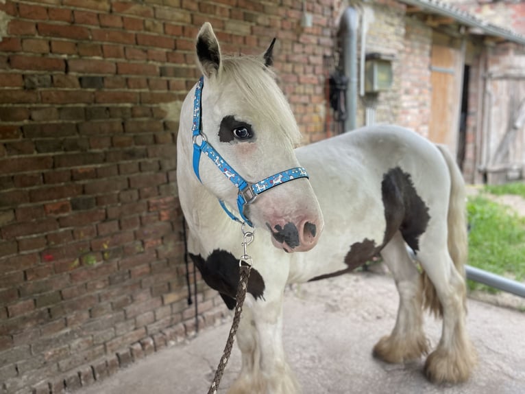 Tinker Caballo castrado 4 años 135 cm Pío in Trebbin