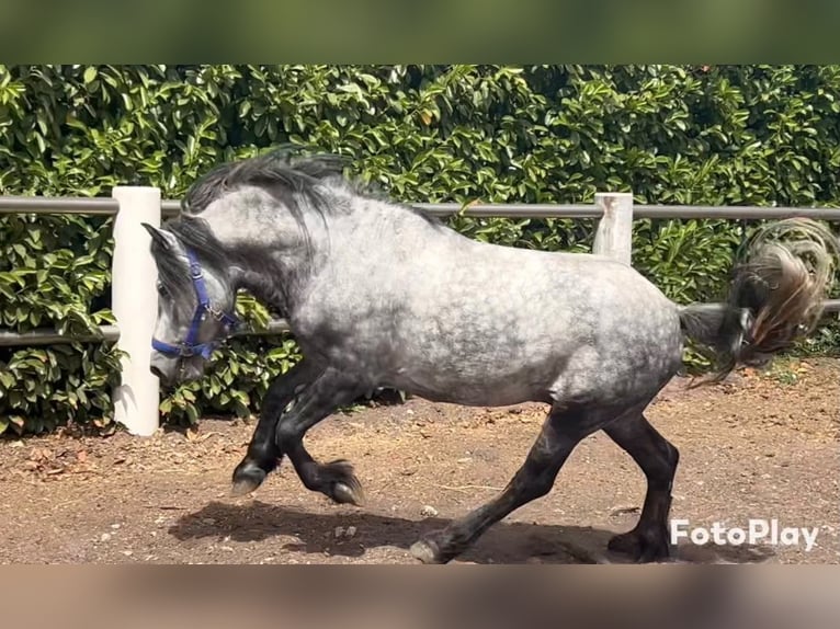Tinker Mestizo Caballo castrado 4 años 135 cm Tordo rodado in Wegberg