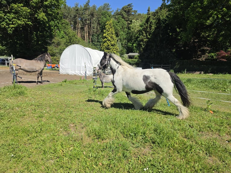 Tinker Caballo castrado 4 años 136 cm Pío in Coswig