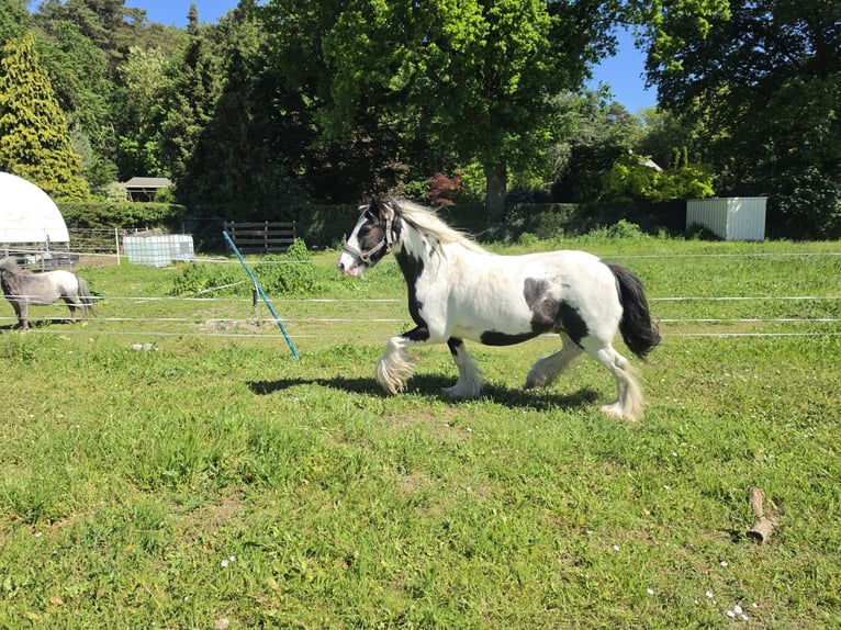 Tinker Caballo castrado 4 años 136 cm Pío in Coswig