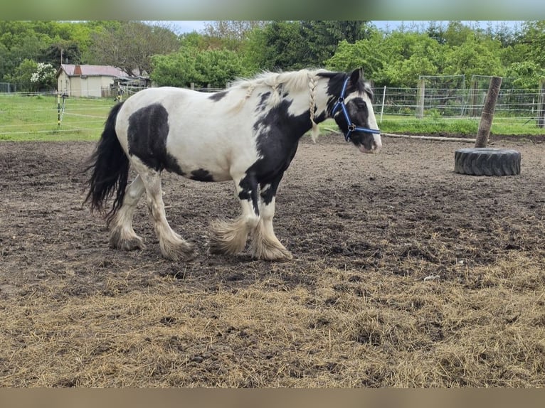 Tinker Caballo castrado 4 años 136 cm Pío in Coswig