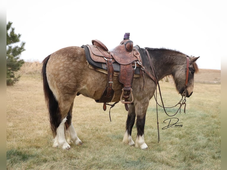 Tinker Mestizo Caballo castrado 4 años 137 cm Buckskin/Bayo in Thedford