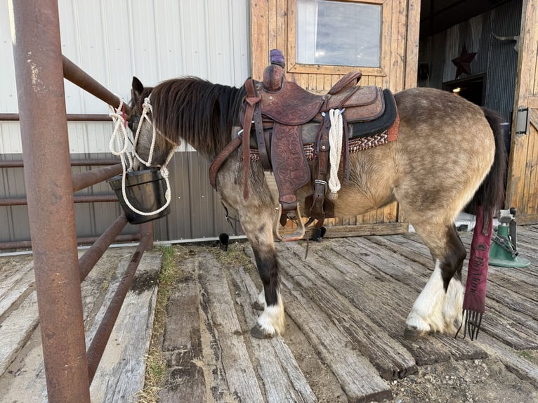Tinker Mestizo Caballo castrado 4 años 137 cm Buckskin/Bayo in Thedford