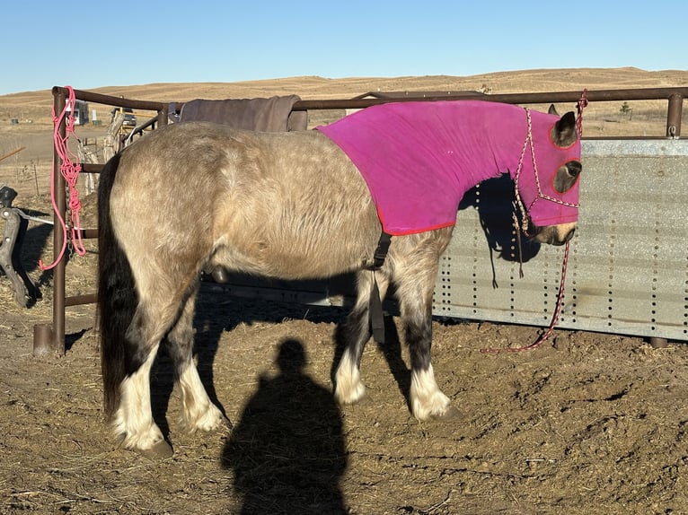 Tinker Mestizo Caballo castrado 4 años 137 cm Buckskin/Bayo in Thedford