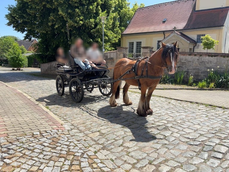 Tinker Caballo castrado 4 años 140 cm Castaño in Leipzig
