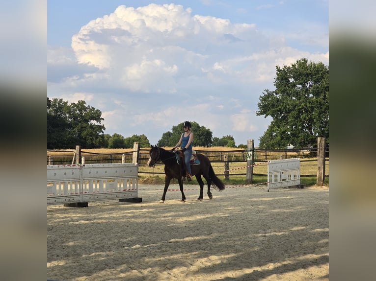 Tinker Mestizo Caballo castrado 4 años 140 cm Morcillo in Olfen